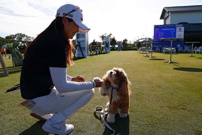 Image for article titled The 10 most pet-friendly states in America