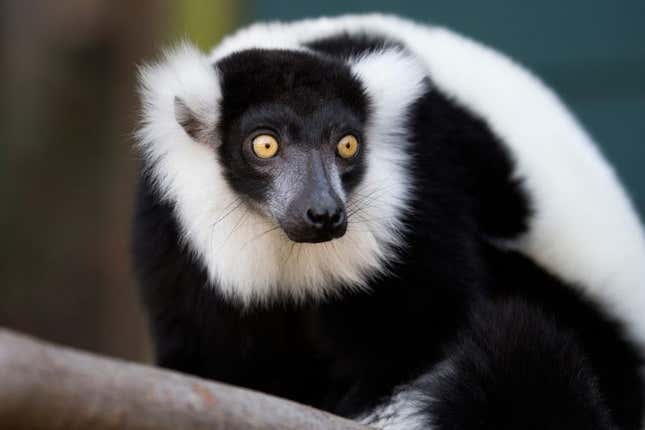 Image for article titled 6 zoos you should visit this summer