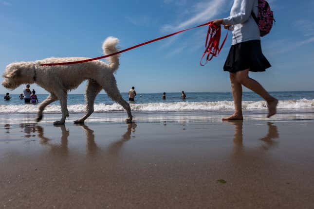 Image for article titled The 10 most pet-friendly states in America