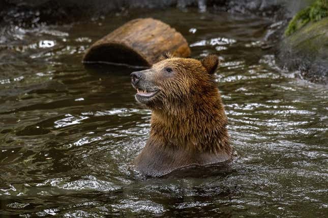 Image for article titled 6 zoos you should visit this summer