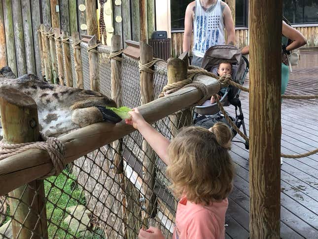 Image for article titled 6 zoos you should visit this summer