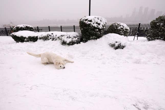 Image for article titled The 10 most pet-friendly states in America