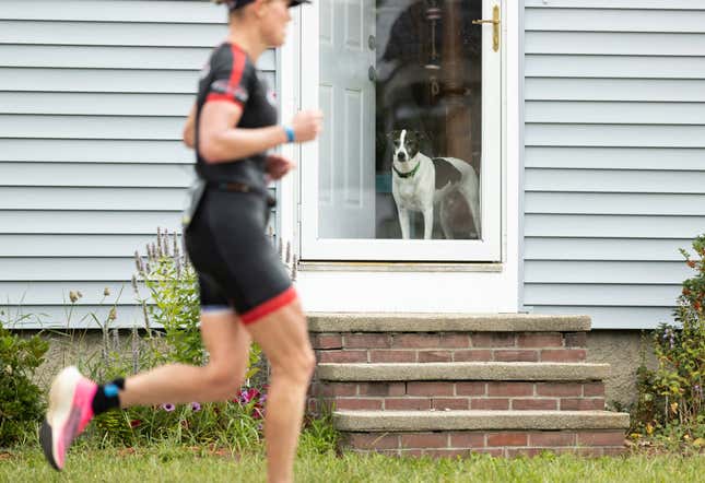 Image for article titled The 10 most pet-friendly states in America