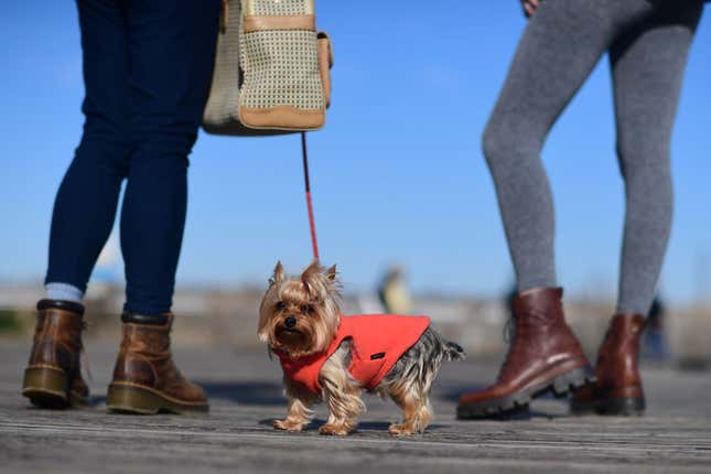 Image for article titled The 10 most pet-friendly states in America