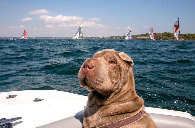 Image for article titled The 10 most pet-friendly states in America