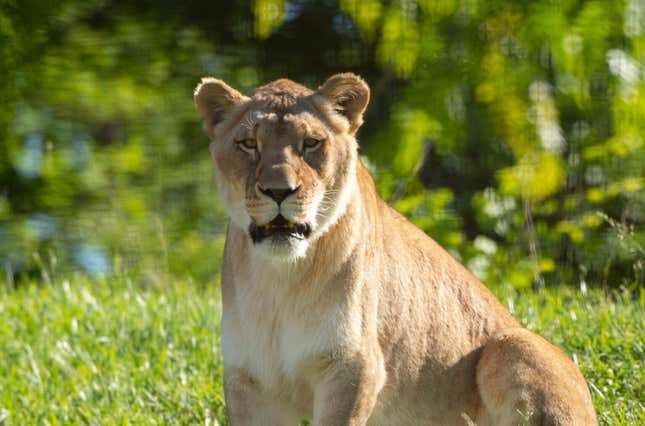 Image for article titled 6 zoos you should visit this summer