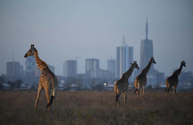 four giraffe walking on the grass with the city skyline in the background