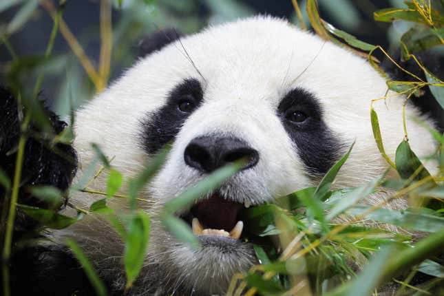 Qing Bao eats bamboo after spending the day playing outside at the Smithsonian National Zoo on January 28, 2025 in Washington, DC. 
