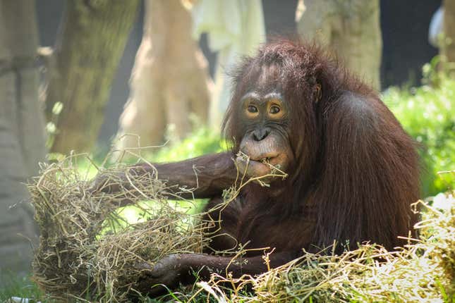 Image for article titled 6 zoos you should visit this summer