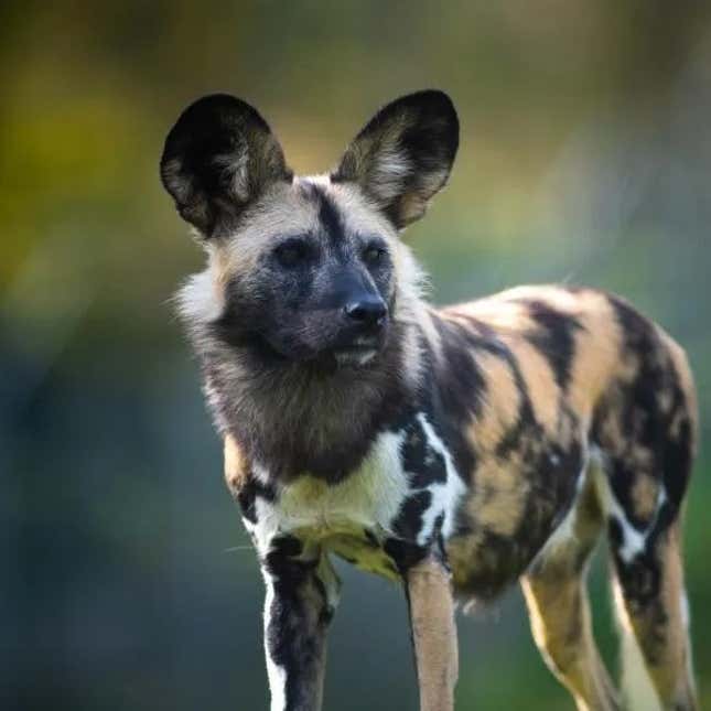 Image for article titled 6 zoos you should visit this summer